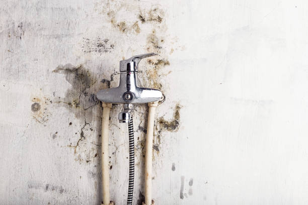 Best Toxic Mold Removal  in Southaven, MS