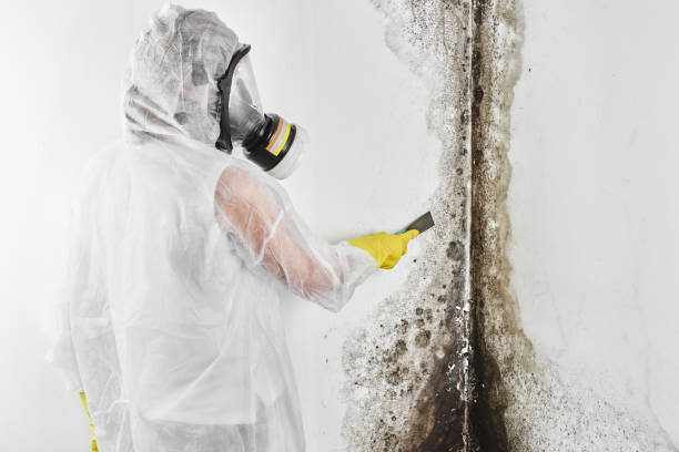 Certified Mold Removal in Southaven, MS