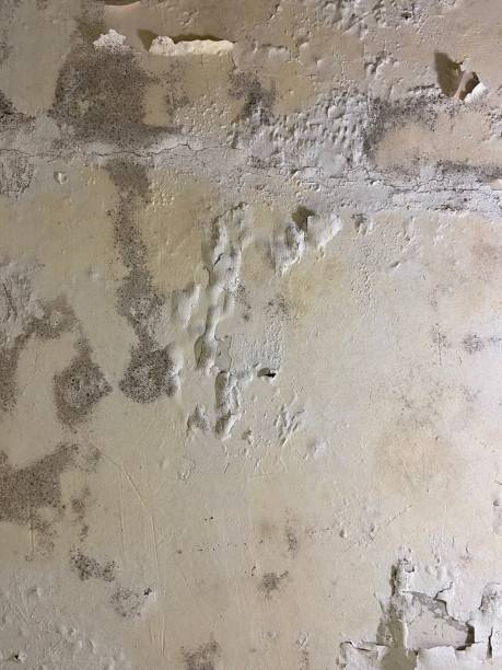 Best Emergency Mold Removal  in Southaven, MS
