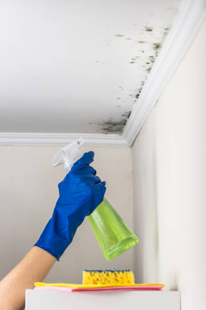 Best Certified Mold Removal  in Southaven, MS